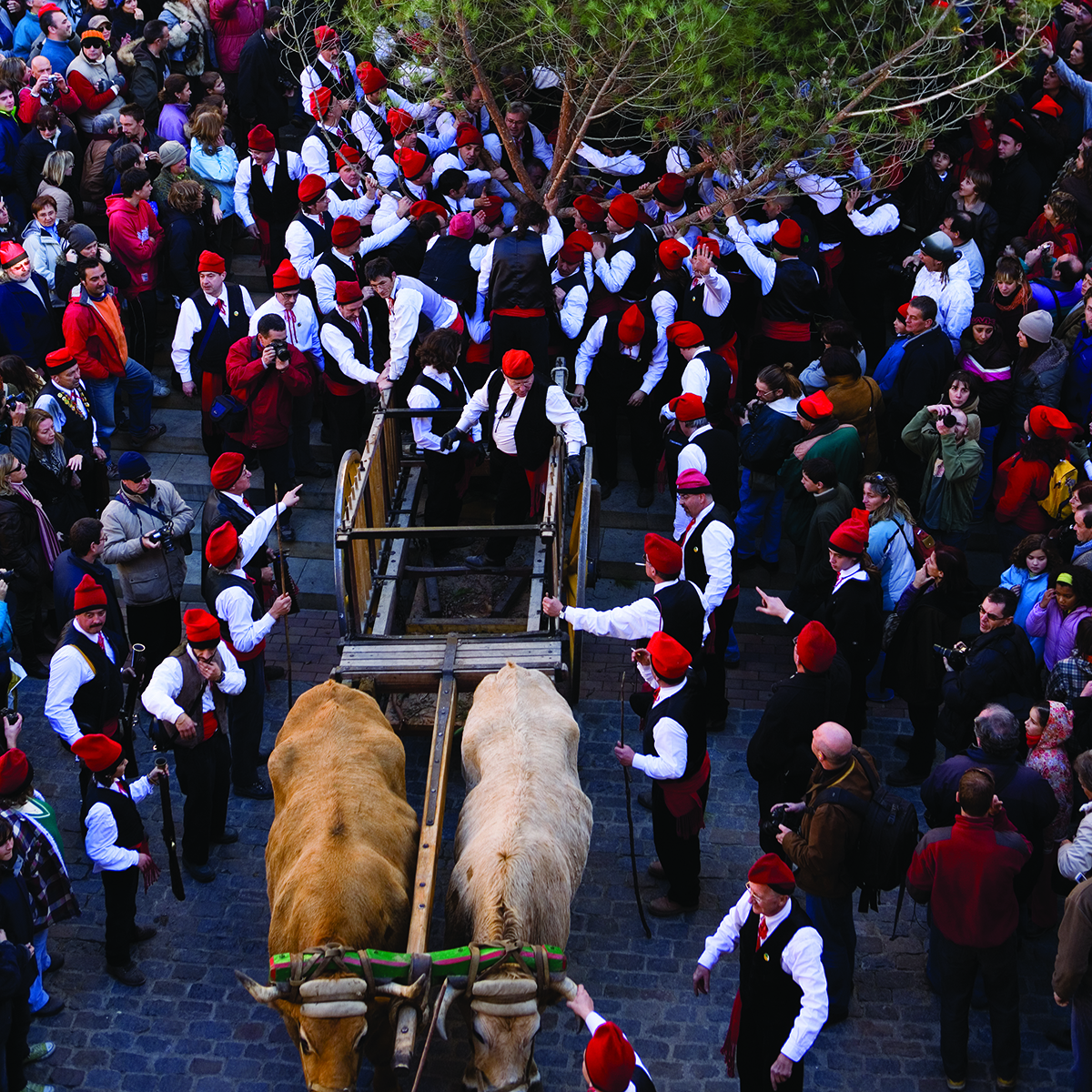 Festa del Pi, Centelles