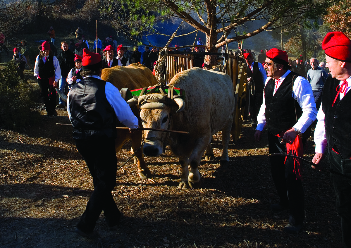 Festa del Pi, Centelles