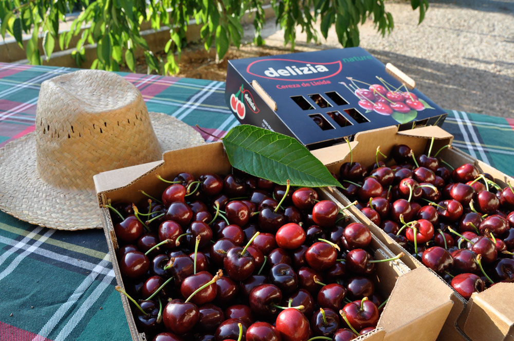 Cerises © Delizia, Segrià