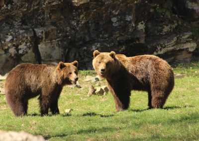Vivez une aventure au plus près des animaux sauvages à Aran Park