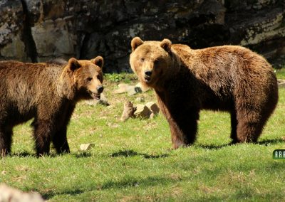 Vivez une aventure au plus près des animaux sauvages à Aran Park
