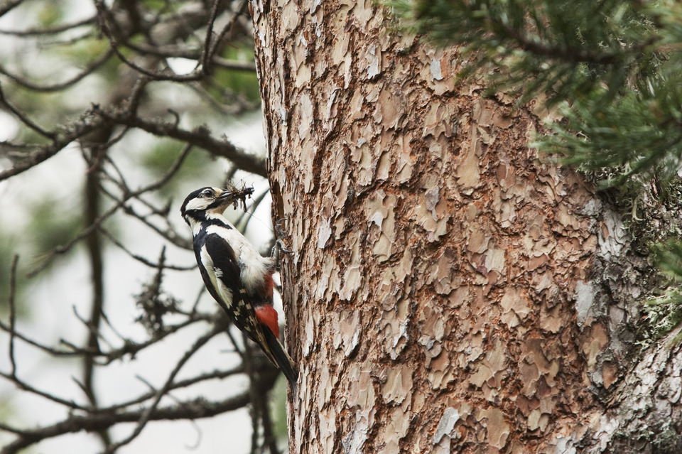 Un pic épeiche pris en photo dans le Parc national d'Aigüestortes et lac Saint-Maurice.