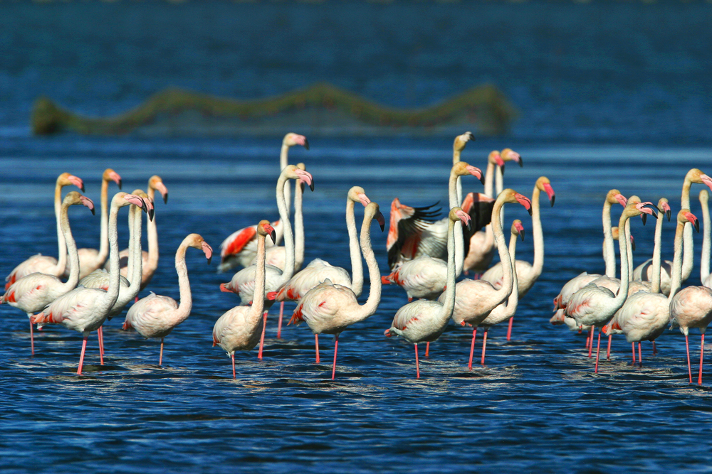 Flamands au Delta de l'Ebre. Crédit photo: Patronat de Turisme de Terres de l'Ebre