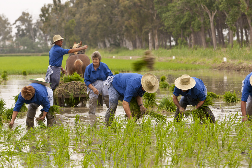 Plantation de riz. Crédit photo: Patronat de Turisme de Terres de l'Ebre