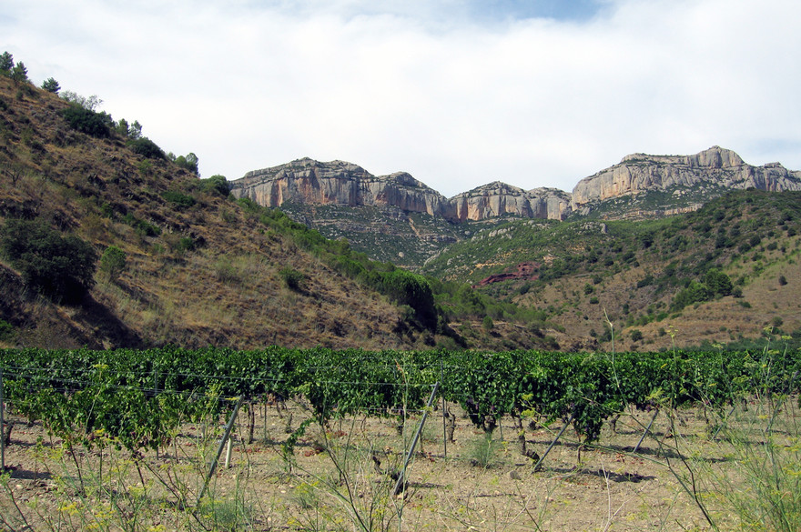 Vigne sur les pentes de la sierra de Montsant - wikipedia