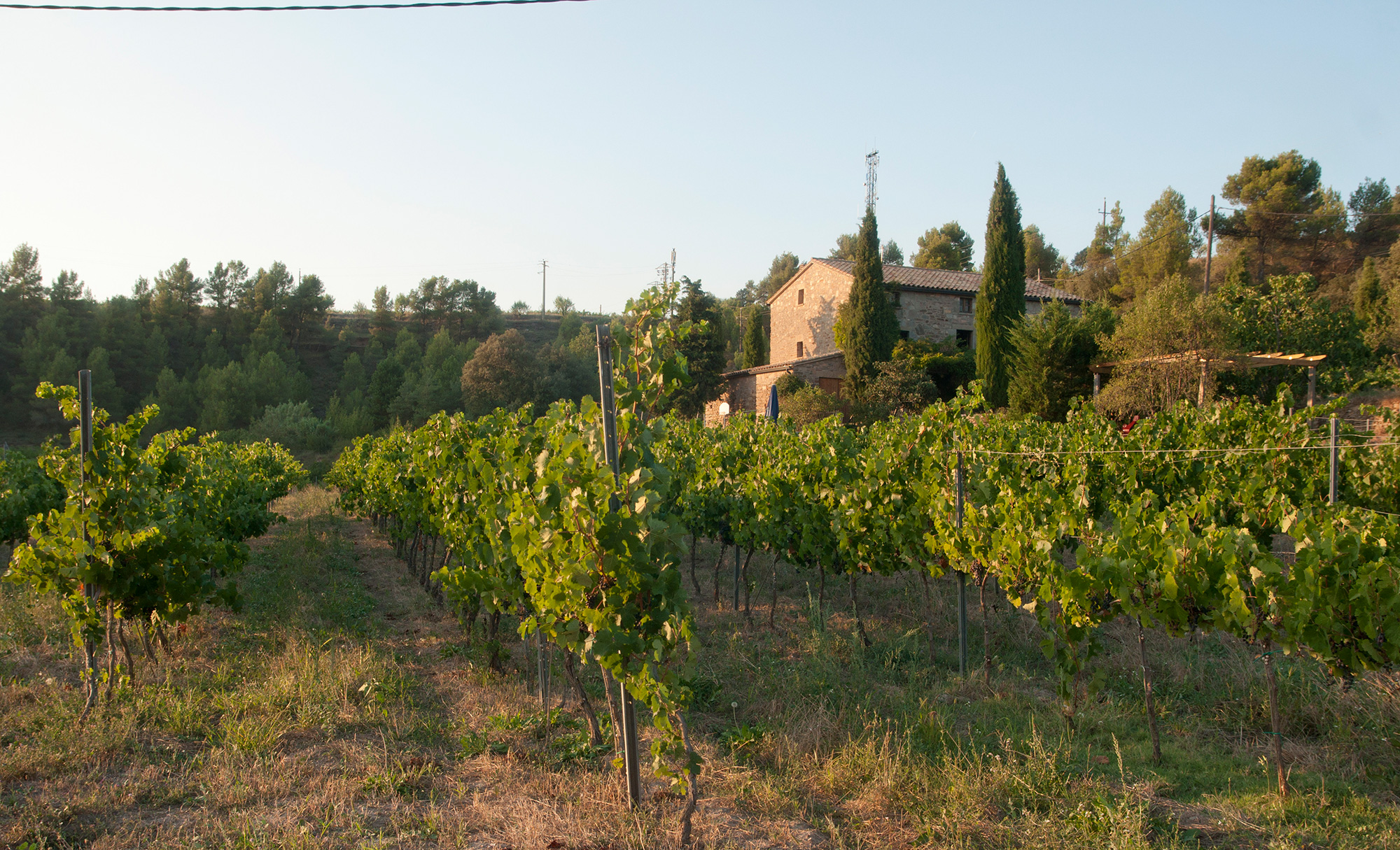 Masia Bodega Vins Colltor