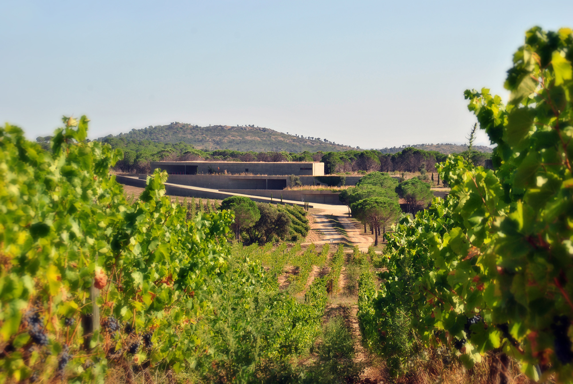 Les Vignobles de Terra Remota.