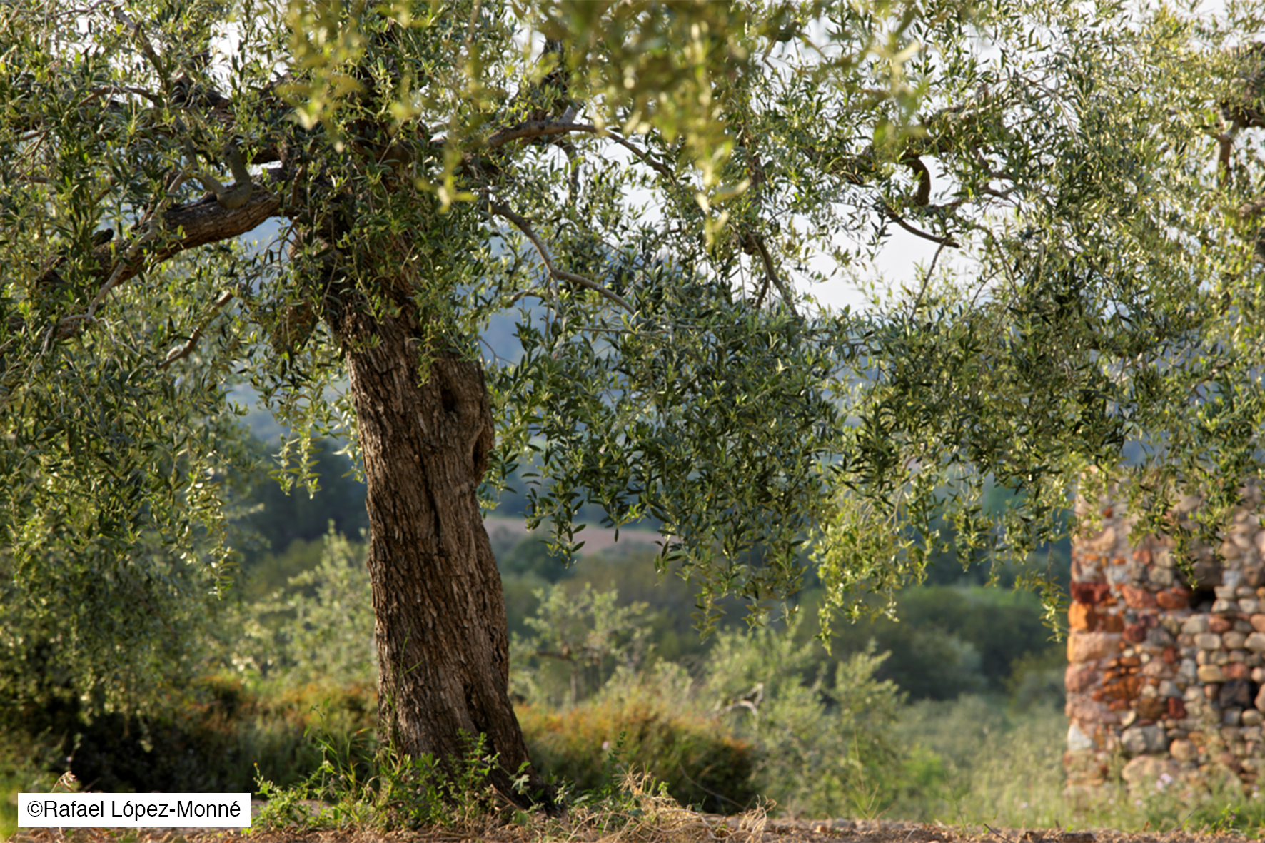 Champs d'oliviers en Costa Daurada