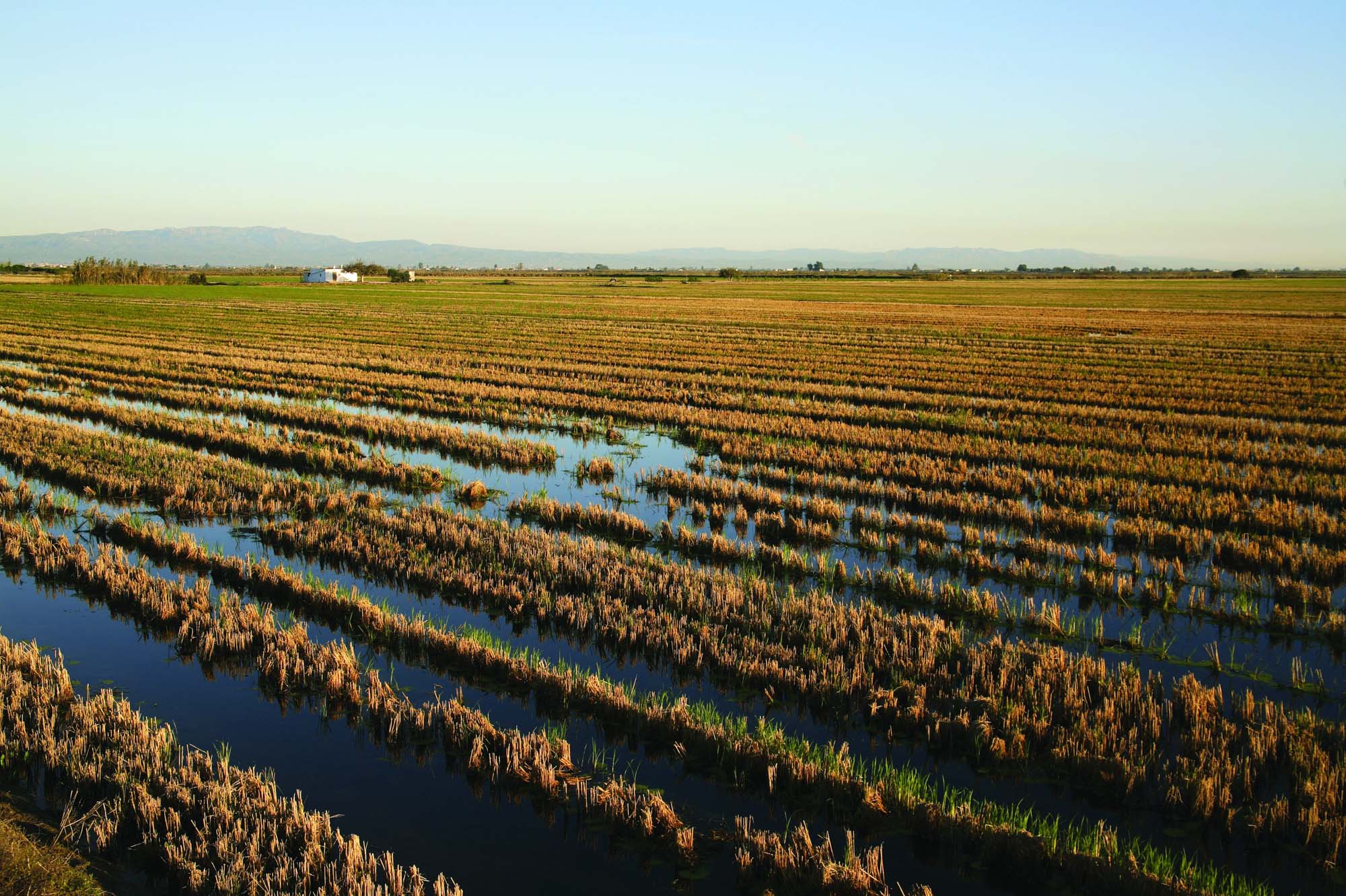 Résultat de recherche d'images pour "rizière delta de l'ebre"
