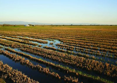 Découvrir le riz du Delta de l’Ebre lors des festivals de plantation et de moisson