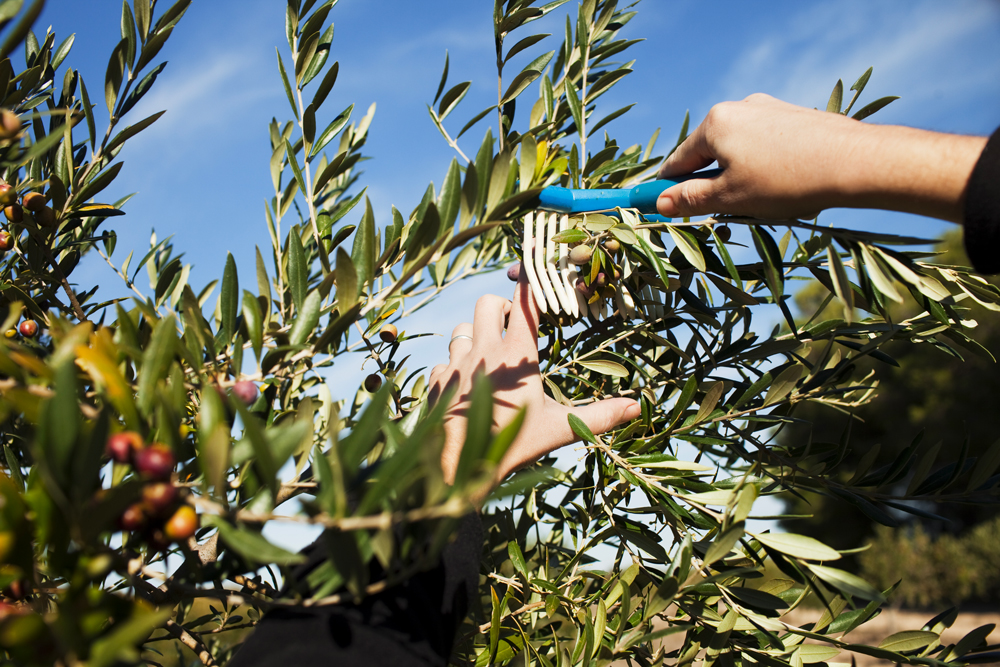 Récolte olives