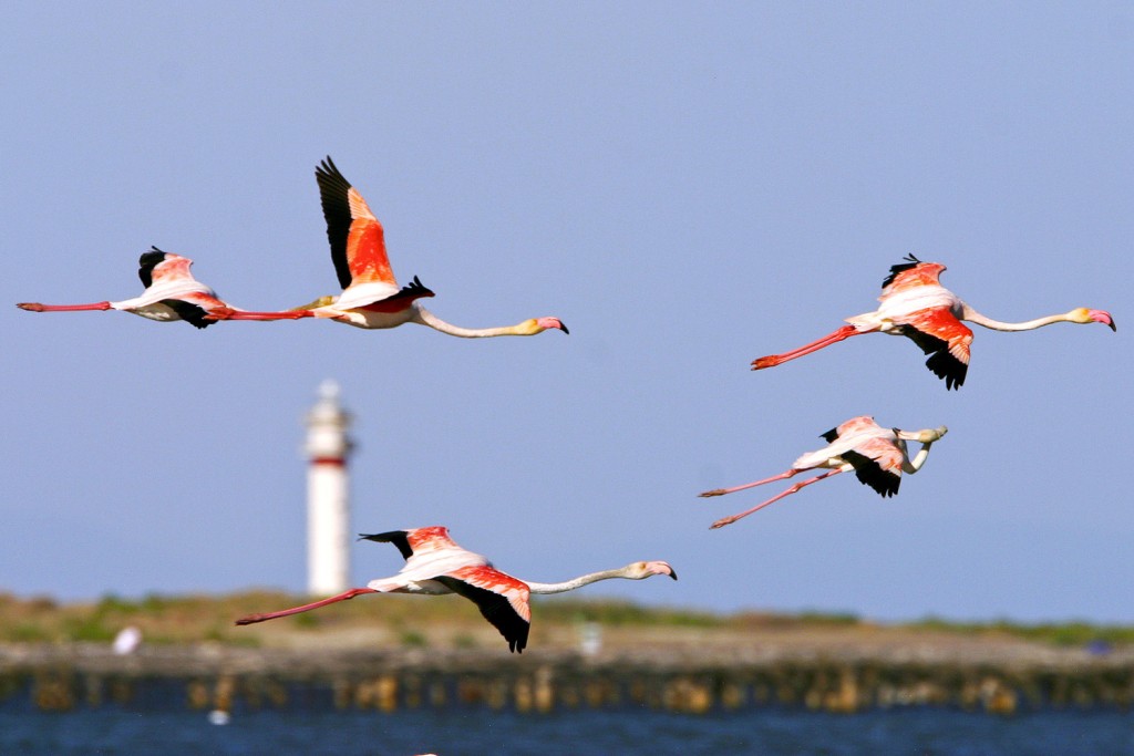 Flamands devant le phare du Fangar, Parc Naturel du Delta de l'Ebre