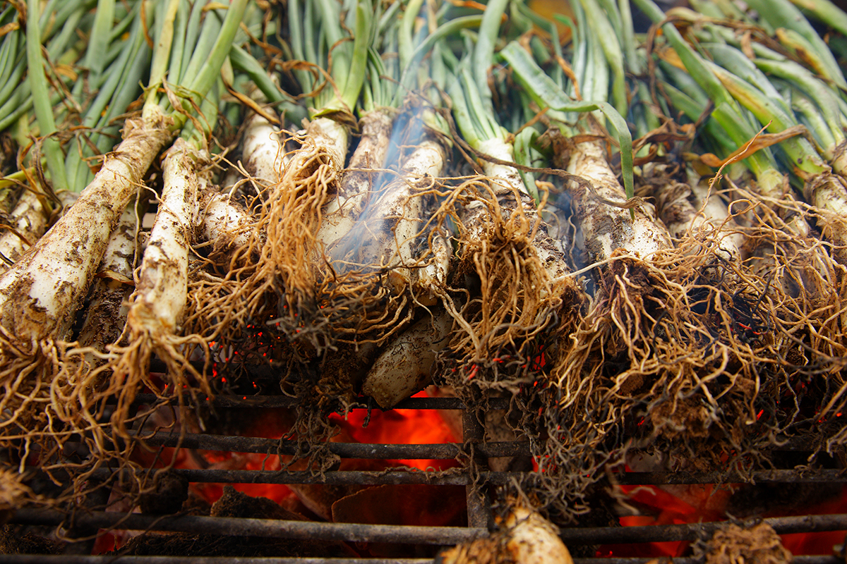 Calçots