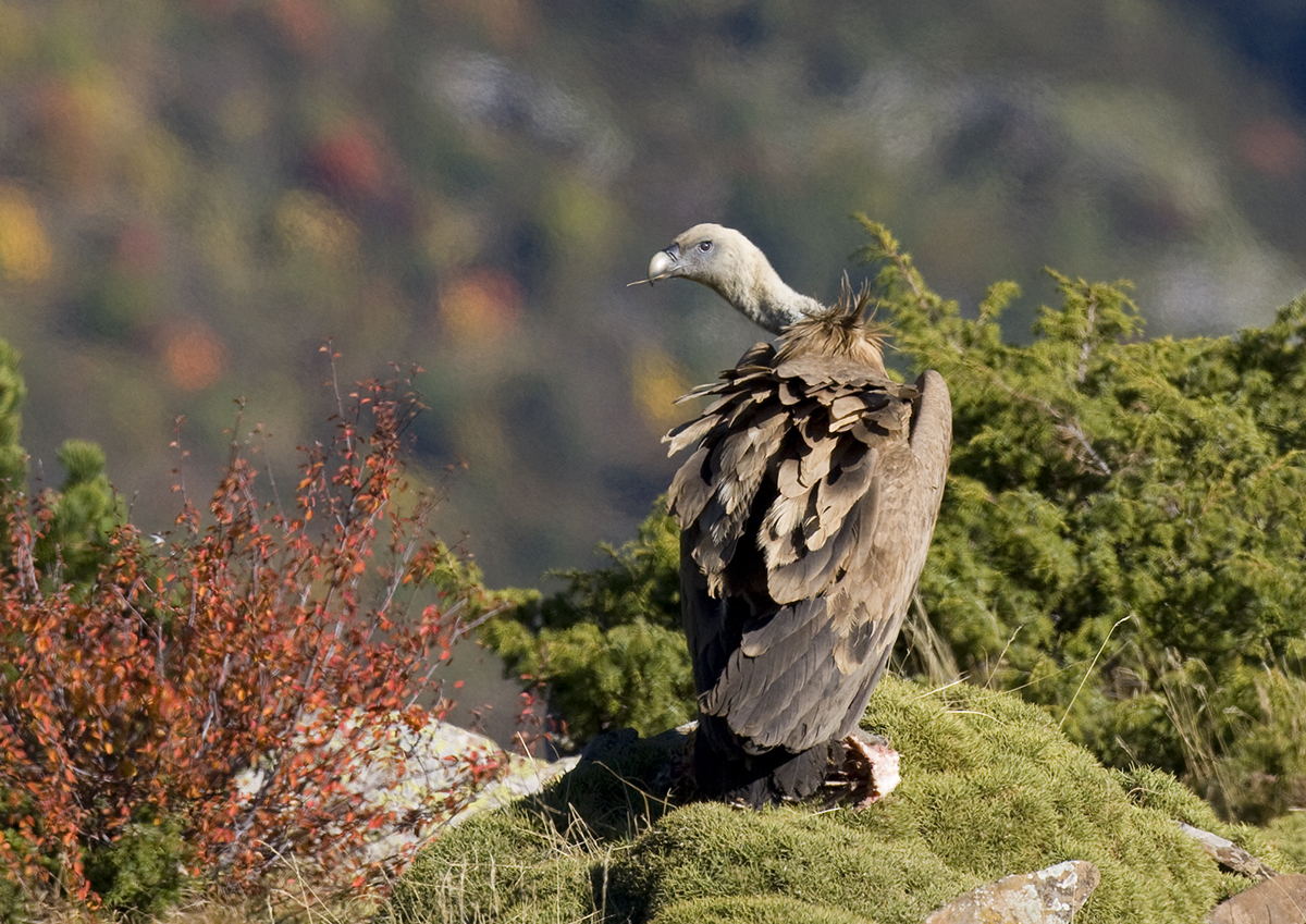 Vautour