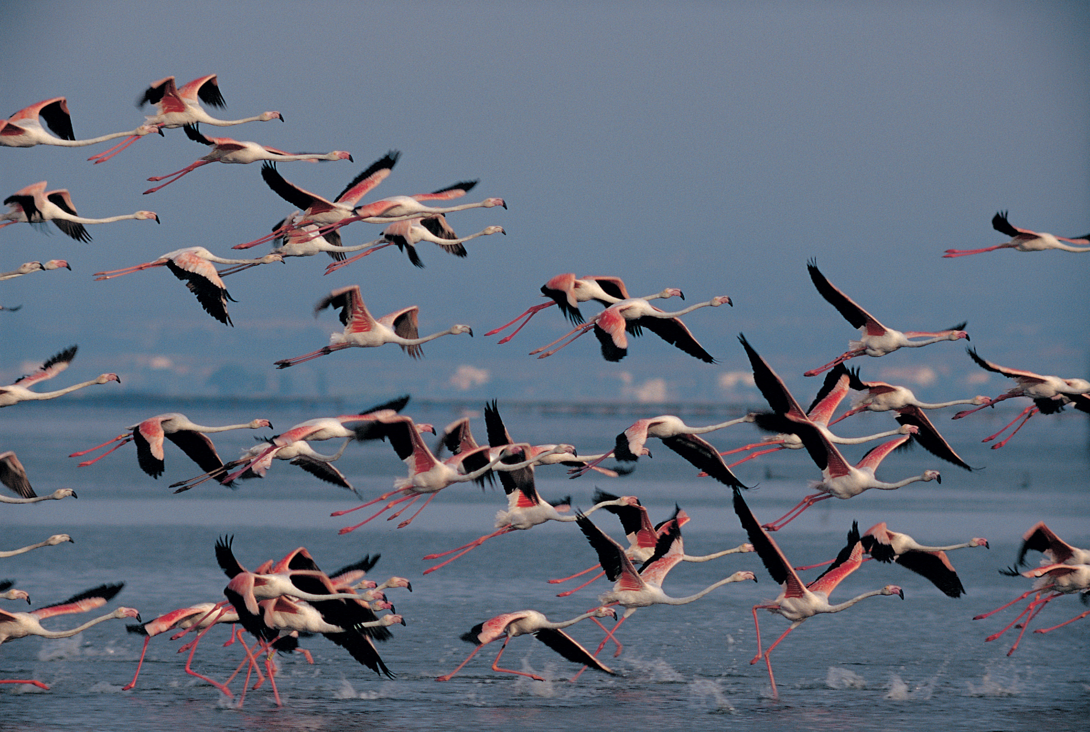 Flamands du Delta de l'Ebre © Ferran Aguilar