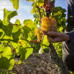 Grenache blanc et vignes dans les Terres de l'Ebre