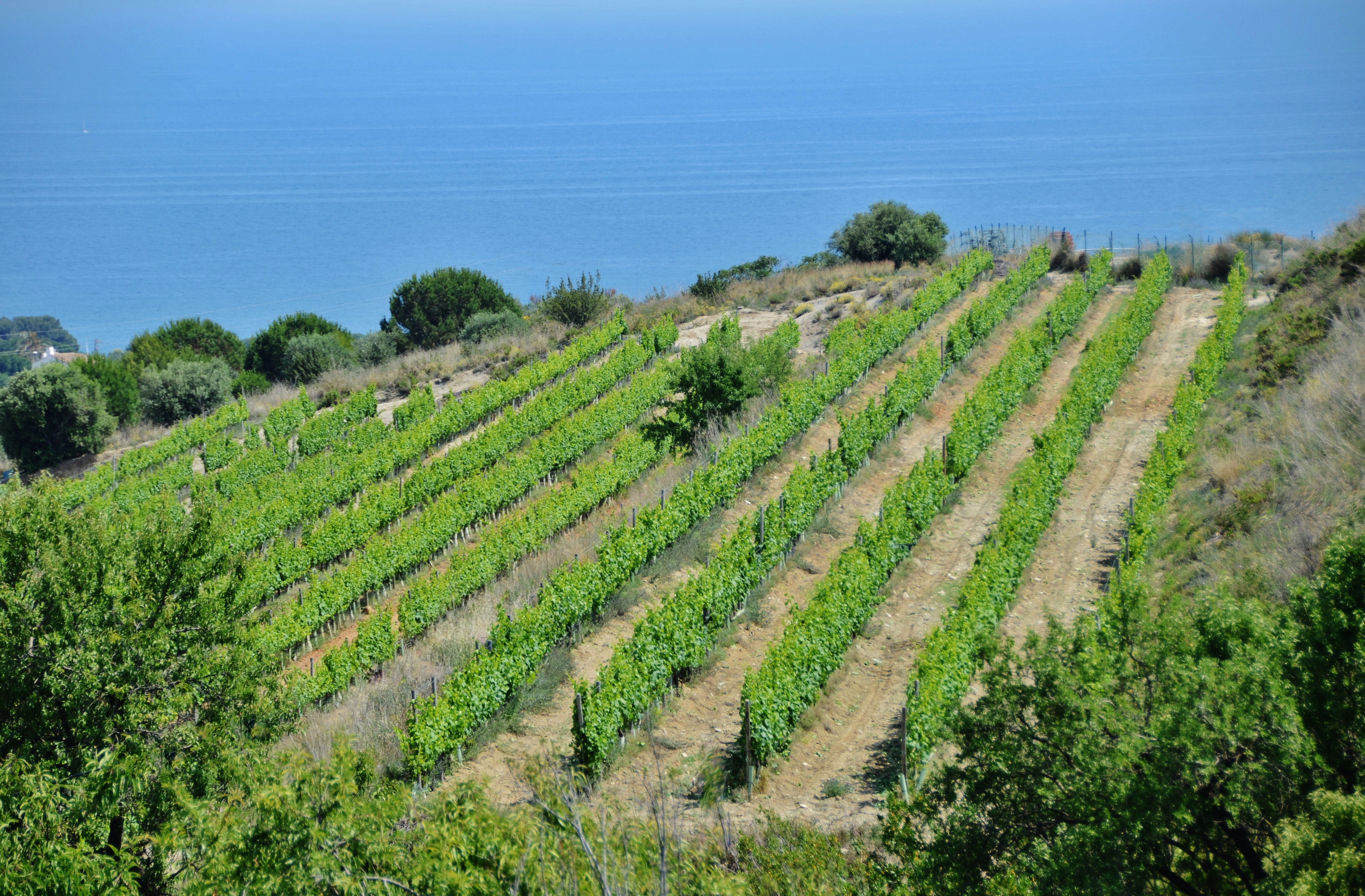 Vignes Alella © Maria Rosa Ferré