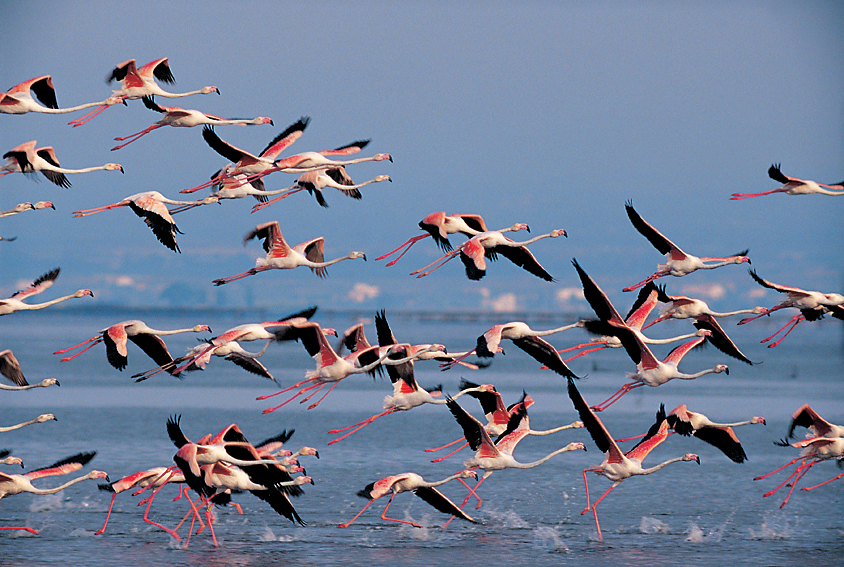 Flamants Delta © Ferran Aguilar