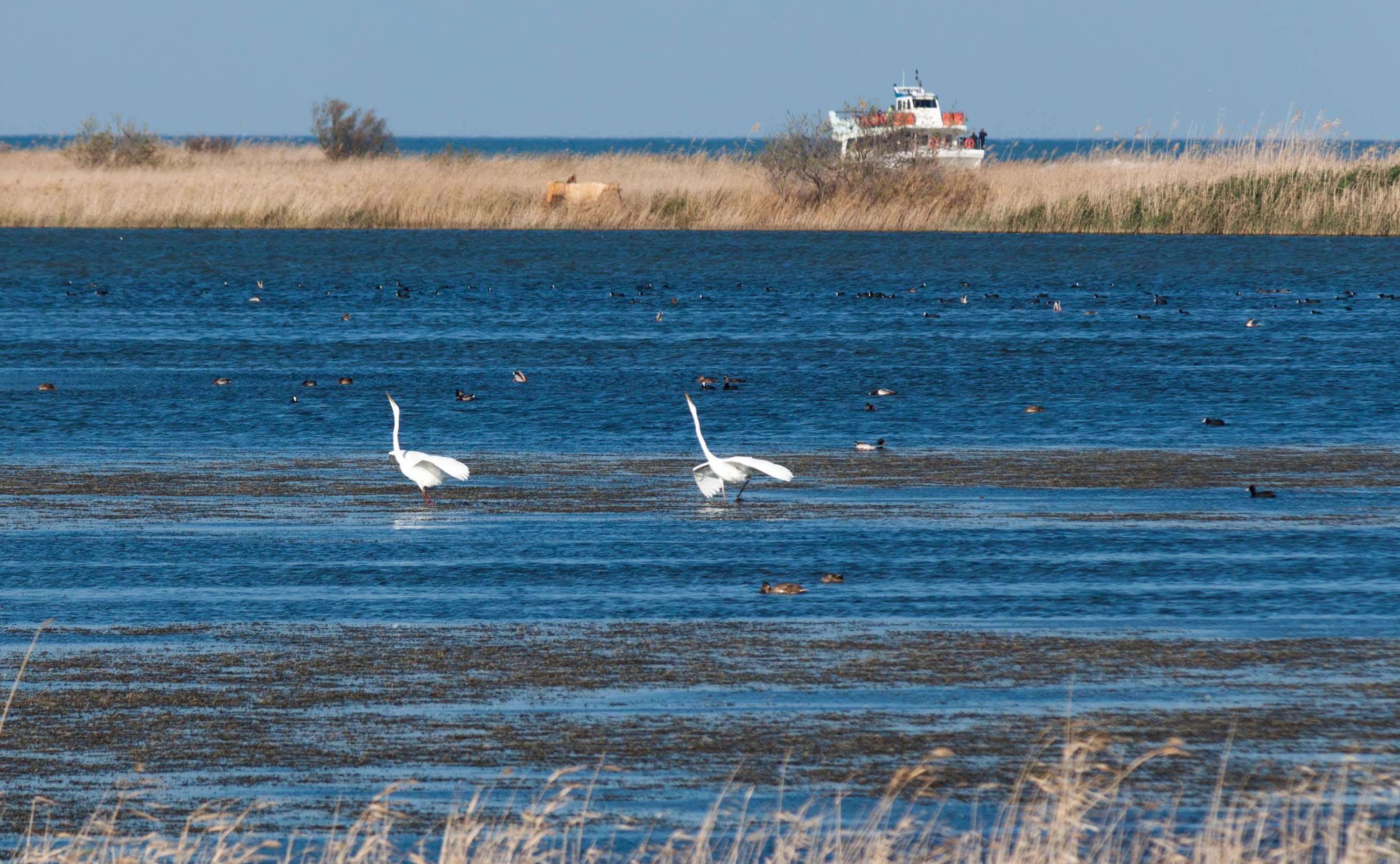 Festejos nupcials al Delta de l'Ebre - Joan Sánchez Moreno