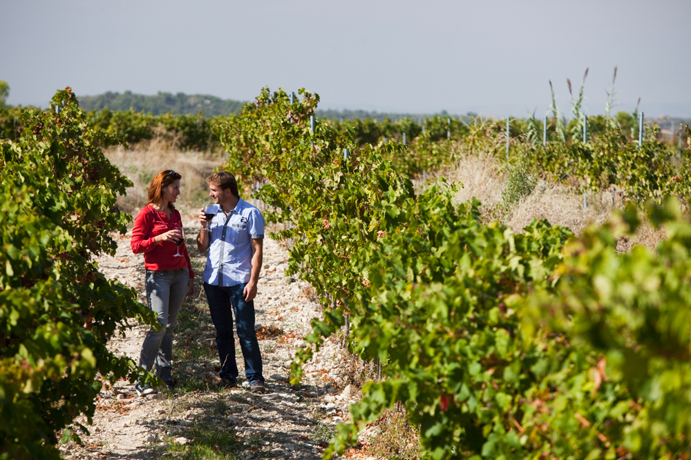 vignes © Oriol Clavera