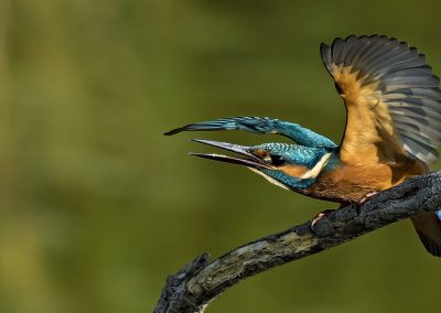 Célébrer le festival de l’ornithologie dans le Delta de l’Ebre