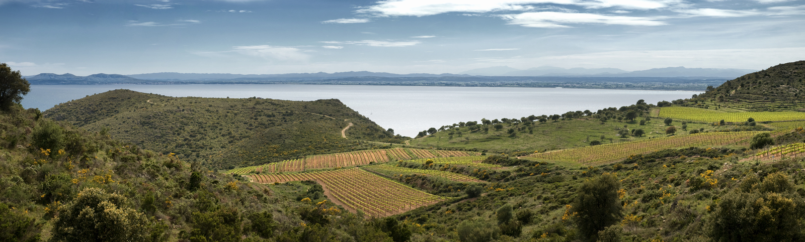 Cépages du Cap de Creus