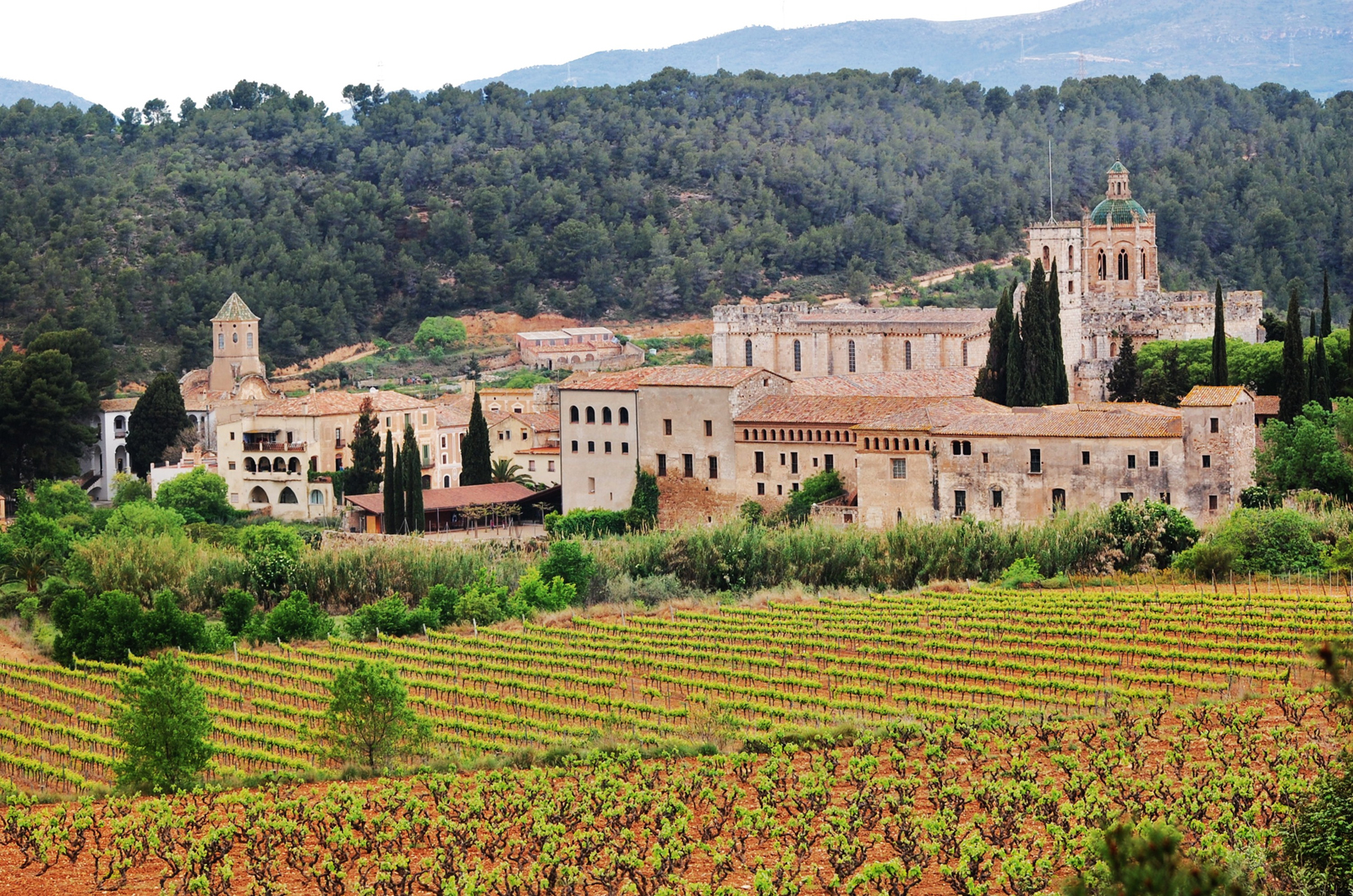 Vignobles au pied du monastère