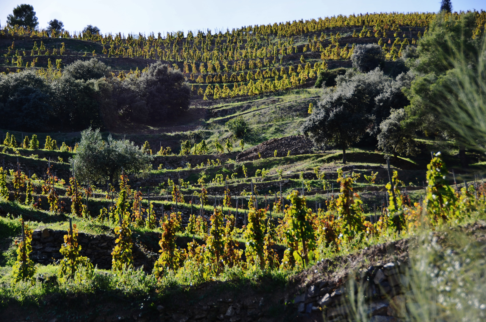 Vignes deTorroja