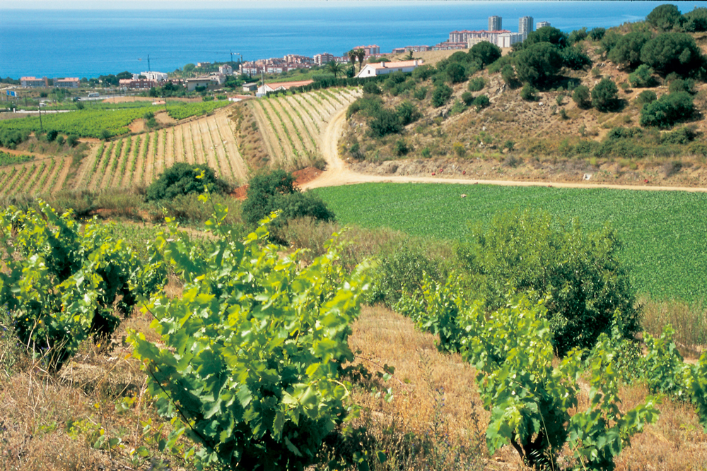 Vignes d'Alella