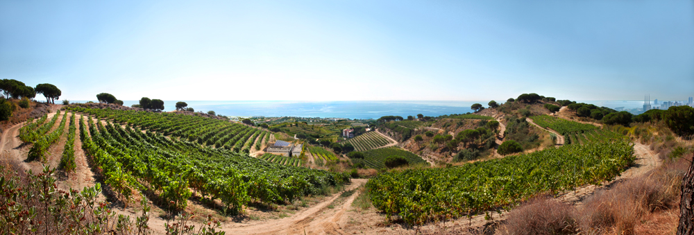 Vignes d'Alella