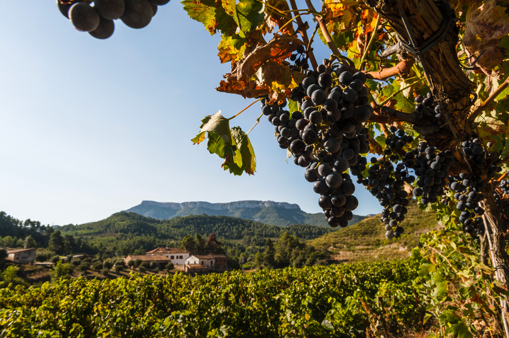 Vignobles de Priorat