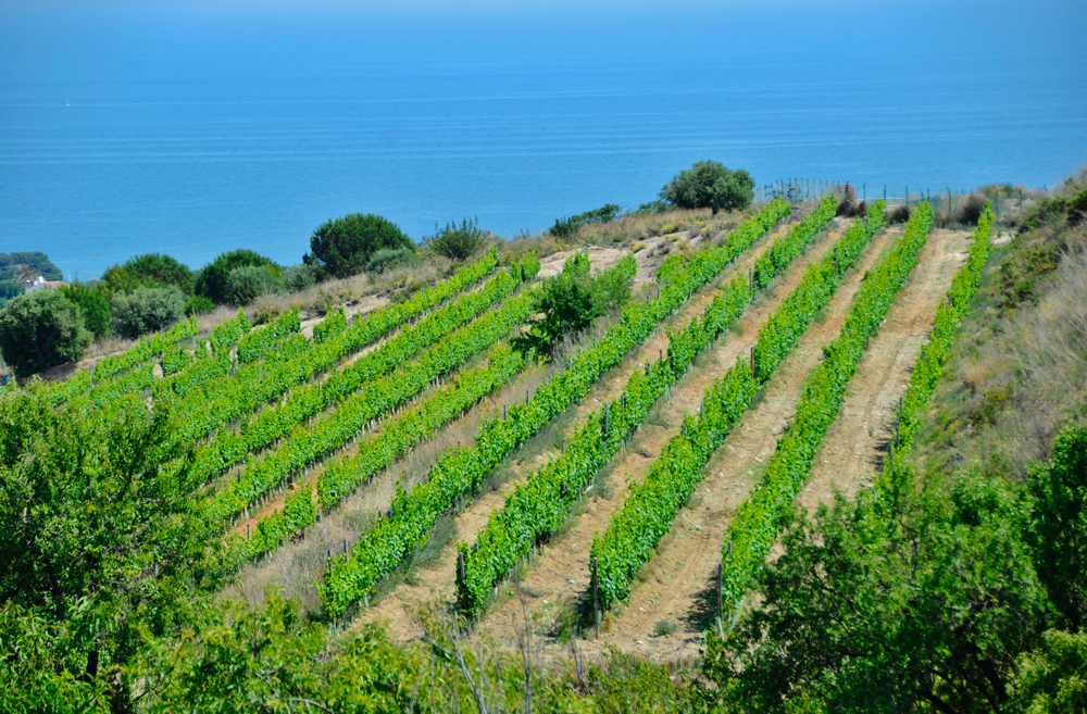 Vignobles en bord de mer