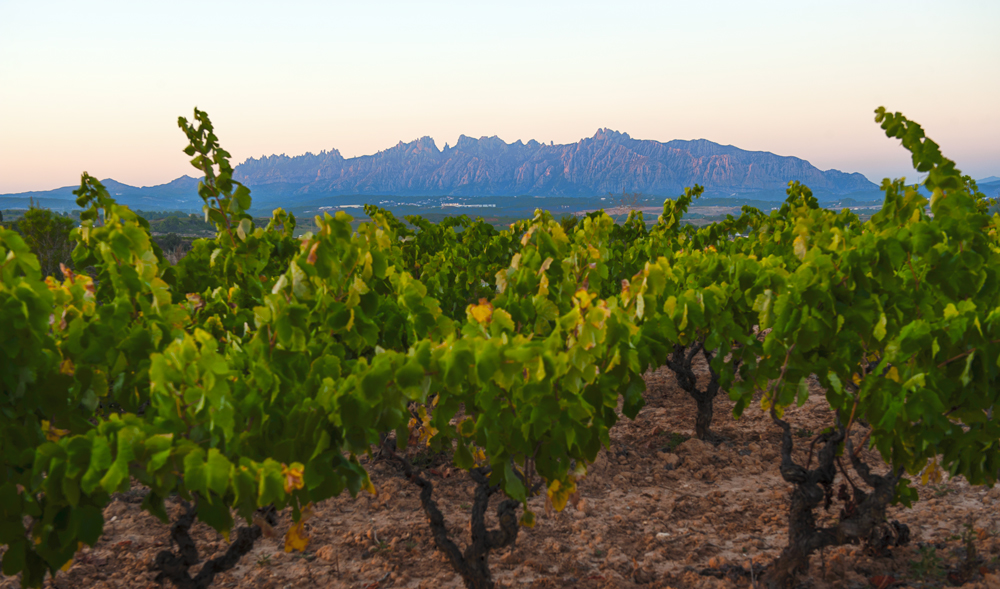 Vignes de Montserrat