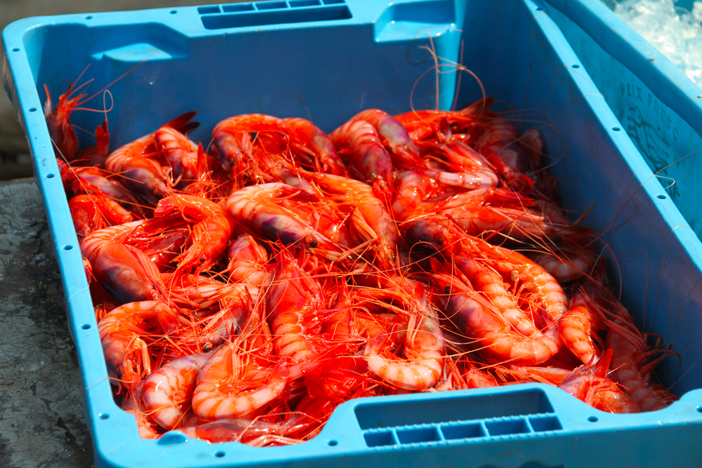 Gamba de Vilanova i la Geltrú © Ajuntament de Vilanova i la Geltrú