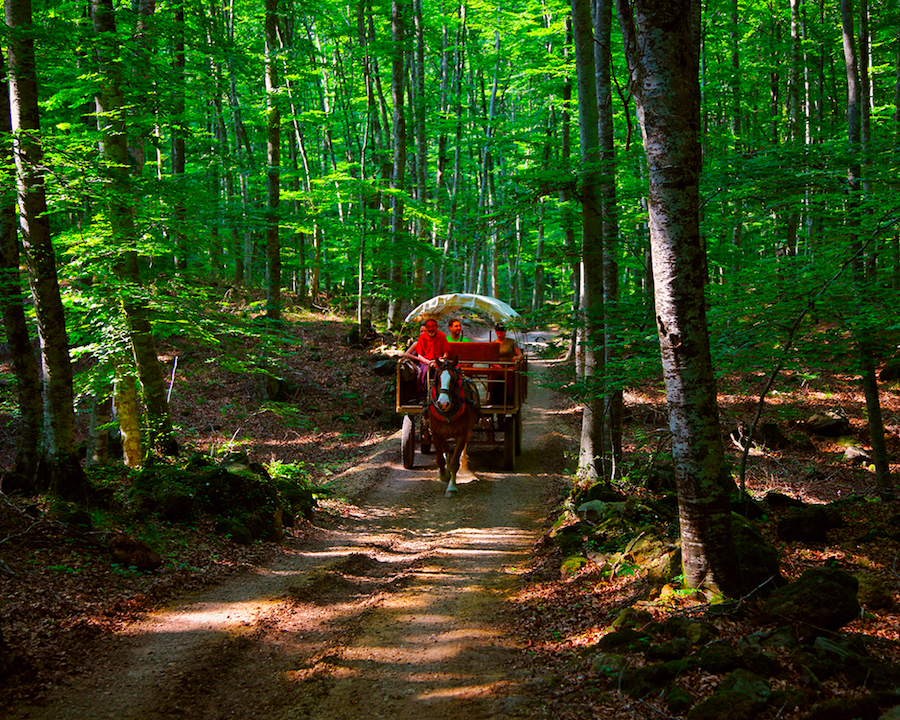 La Fageda d'en jorda - Lluis Carro - ACT-R