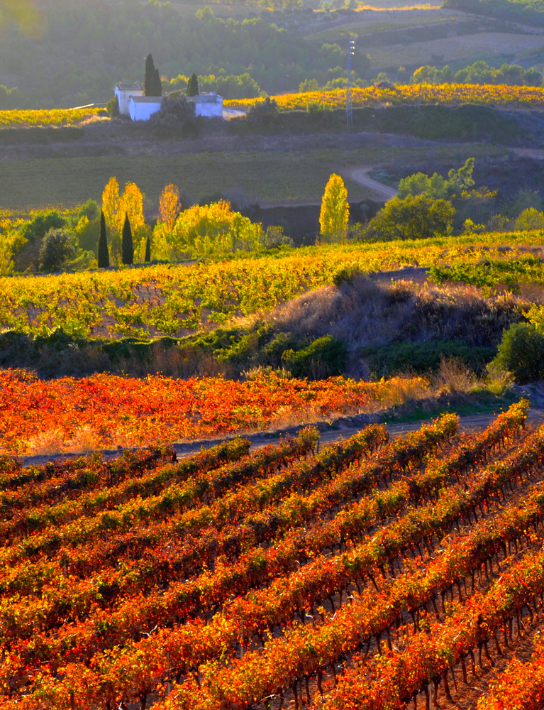 Vilafranca del Penedès, Vinyes del Penedès - © The Real thing