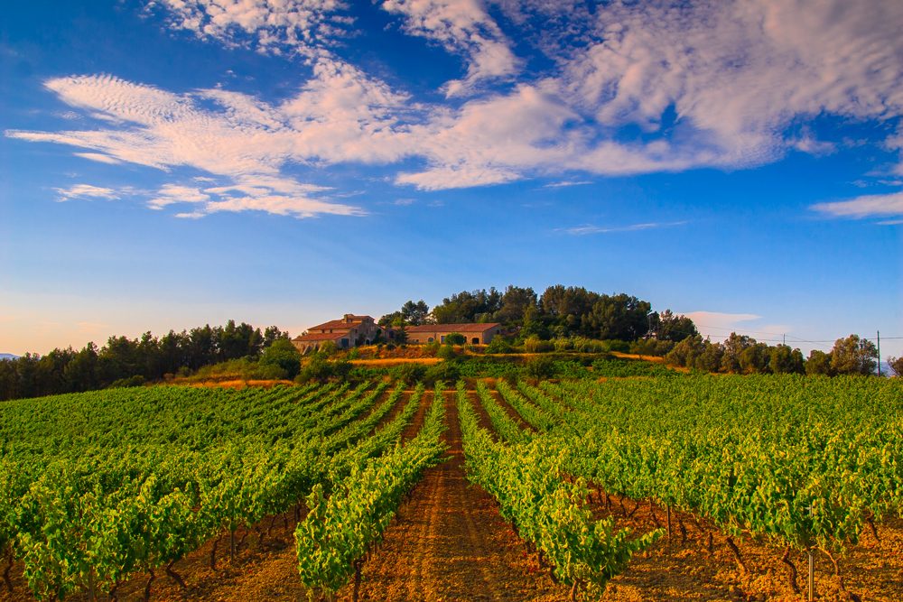 Vilafranca-del-Penedès,-Vinyes-de-Lavern---©-Nuria-Puentes