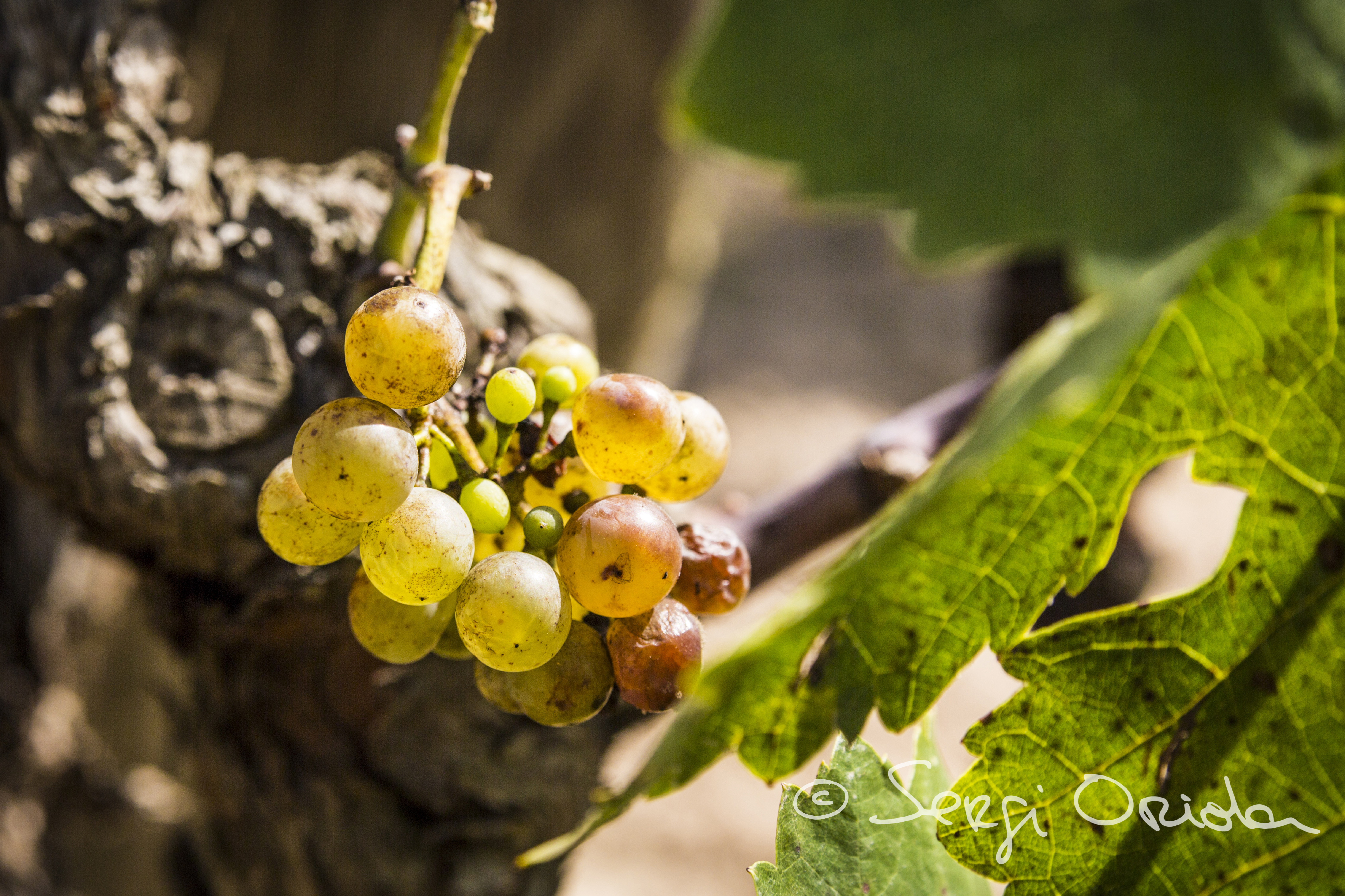 Cava Guilera © Sergi Oriola