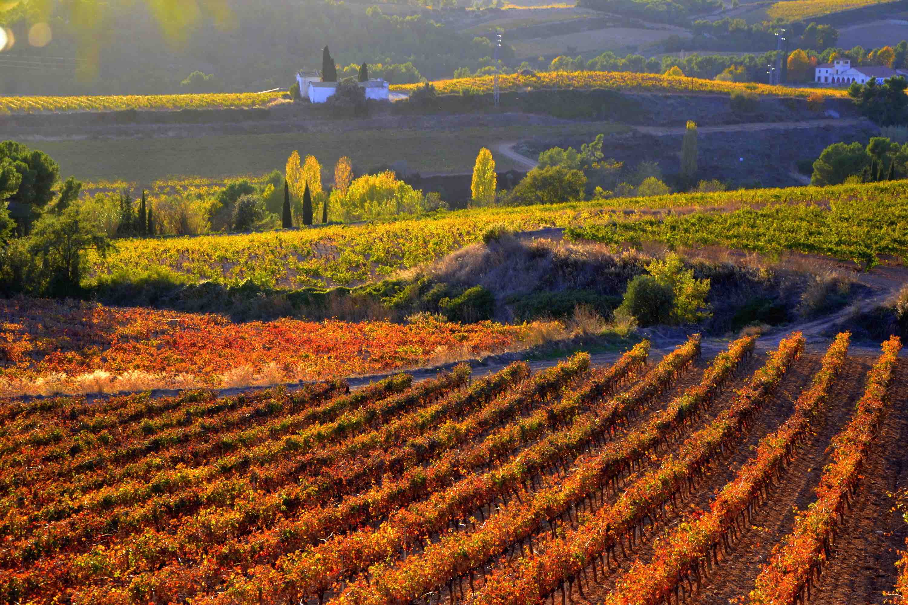 Vilafranca del Penedès, Vinyes del Penedès © The Real thing