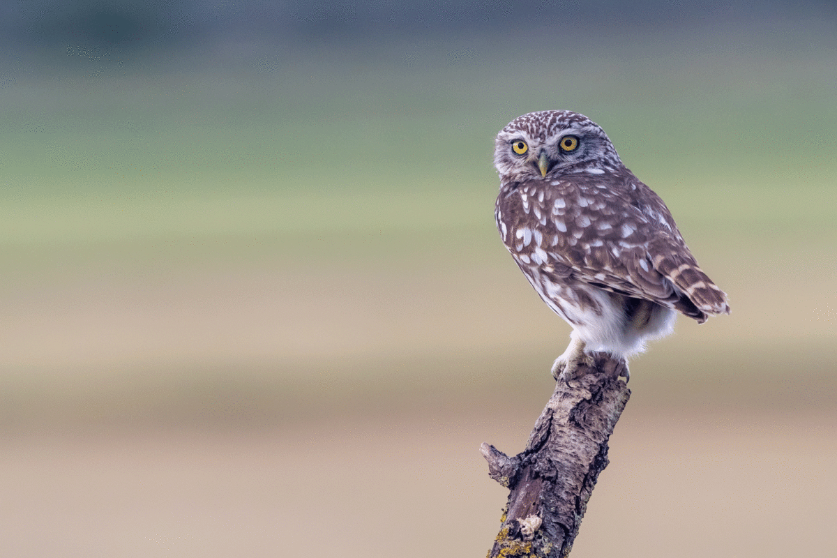 Ornithologie Terres de Lleida