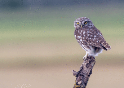 Admirer les oiseaux en Catalogne