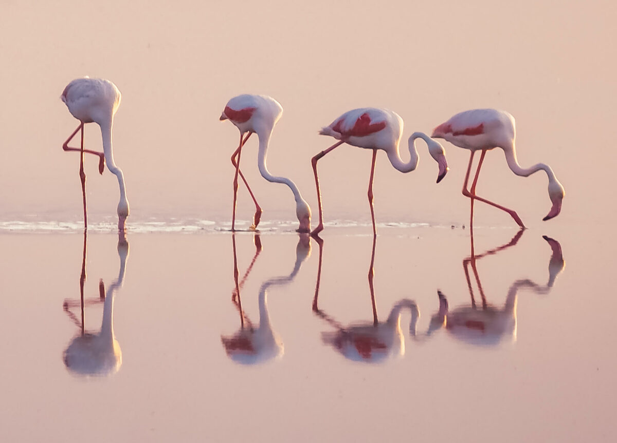 Flamant rose du Delta de l'Ebre