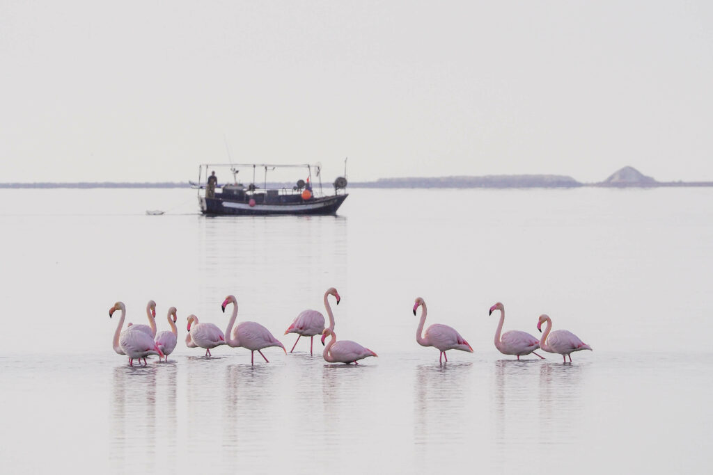 Flamant Delta De L'ebre