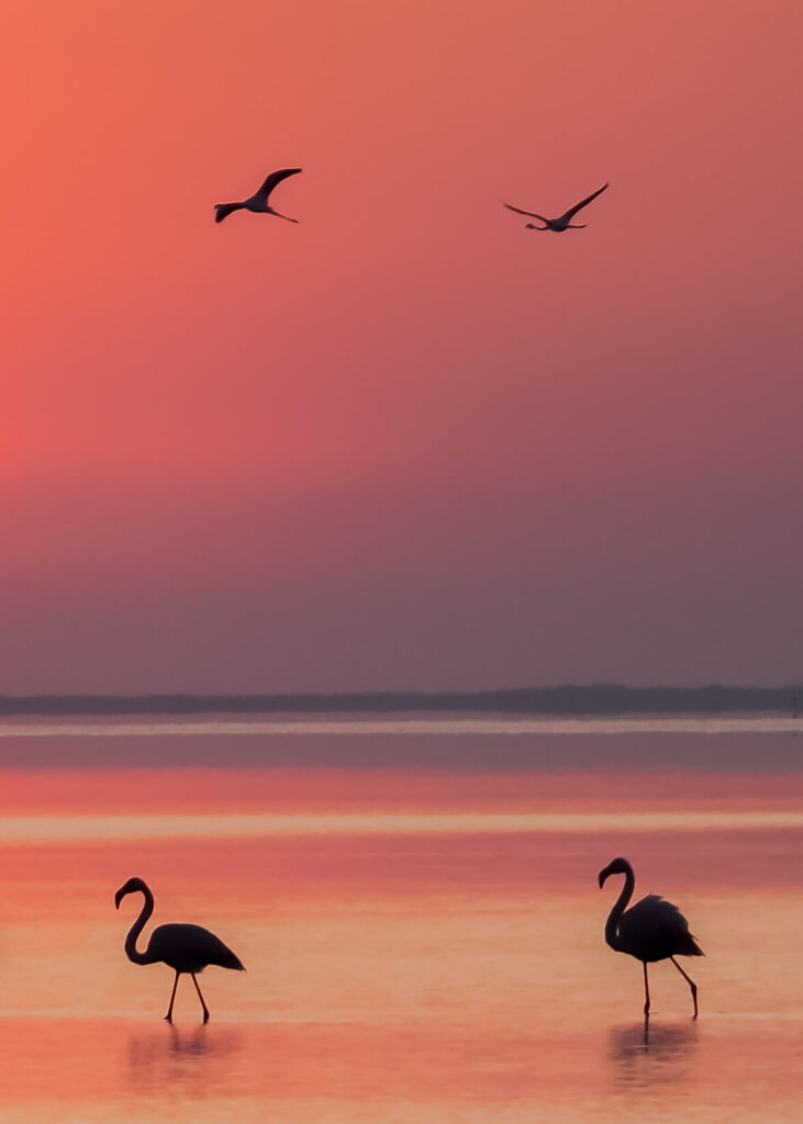 Flamant Rose Delta De L'ebre