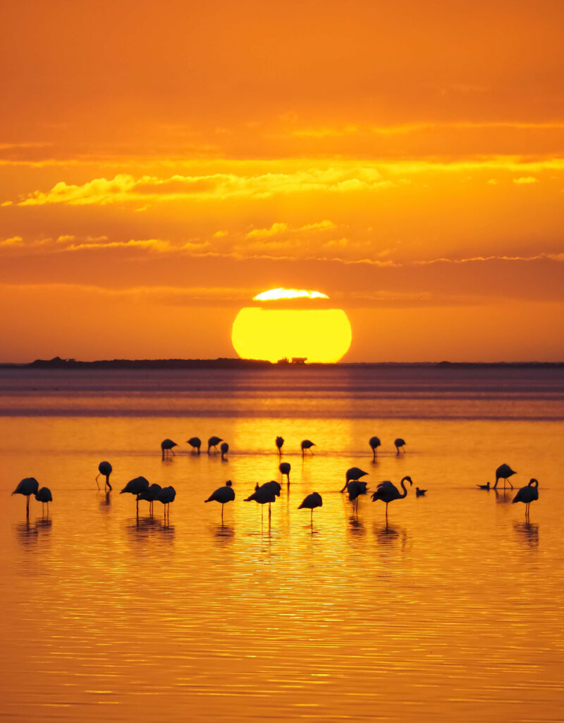 Flamants Delta de l'Ebre