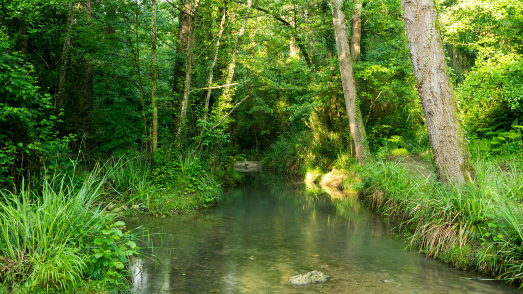 Bassin du Molí dels Murris (Garrotxa)