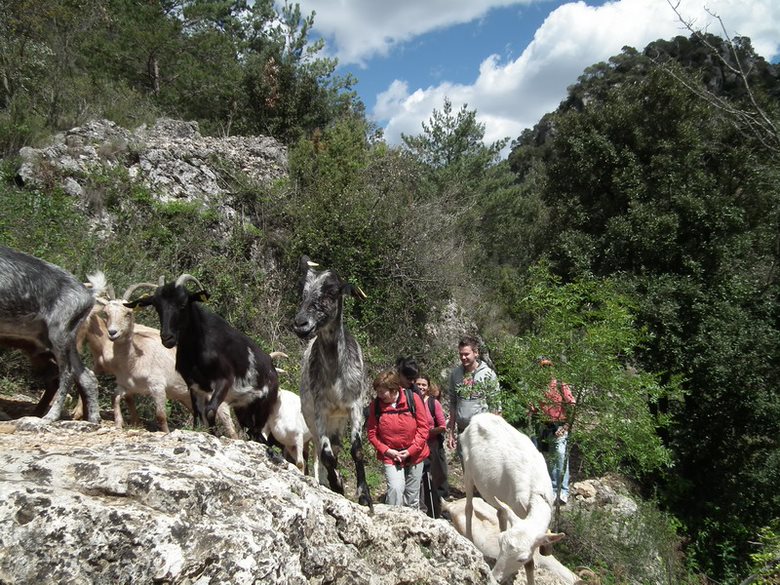 Un dia fent de pastor