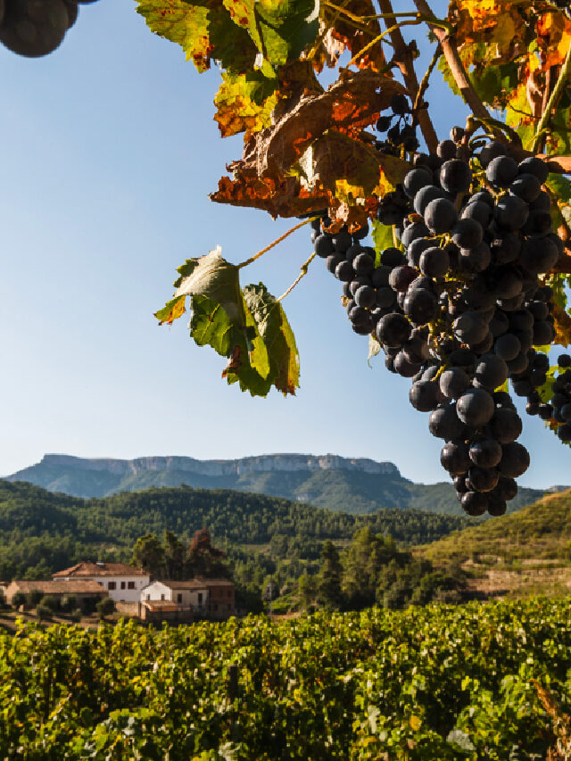 Les vendanges en Catalogne