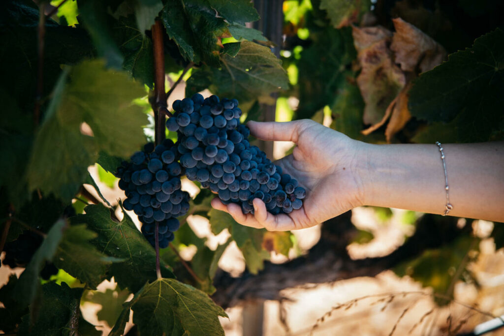 Les Vignes Du Priorat