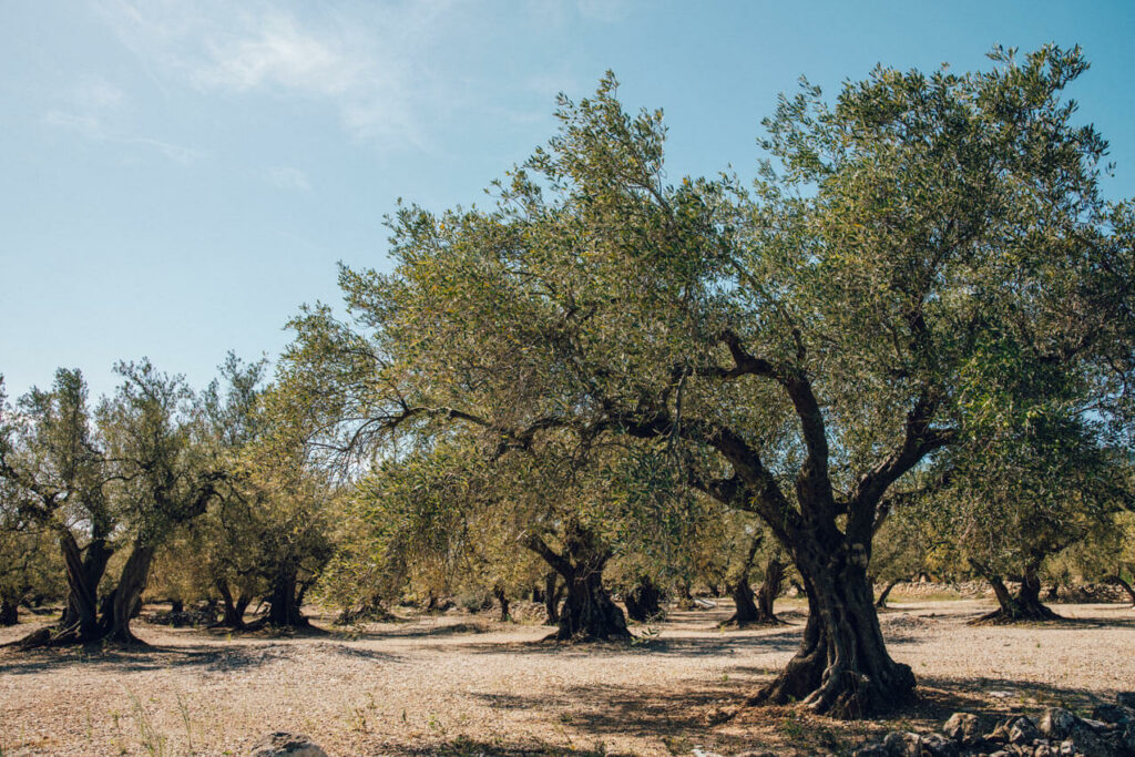 Oliviers Sur La Route Du Parc Naturel Dels Ports - Terres de l'Ebre - Catalogne